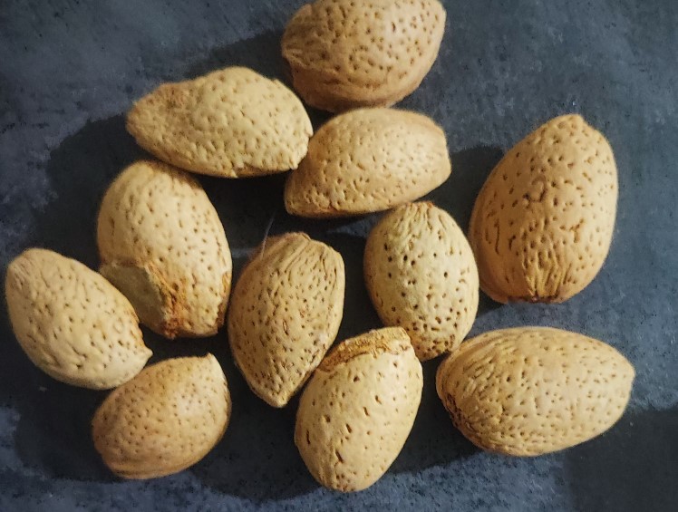 خرید بهترین بادام سنگی در فارس